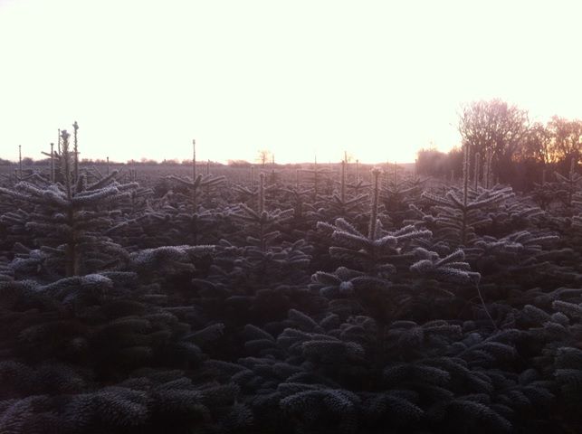 Smukke juletrer p Enghjgrd